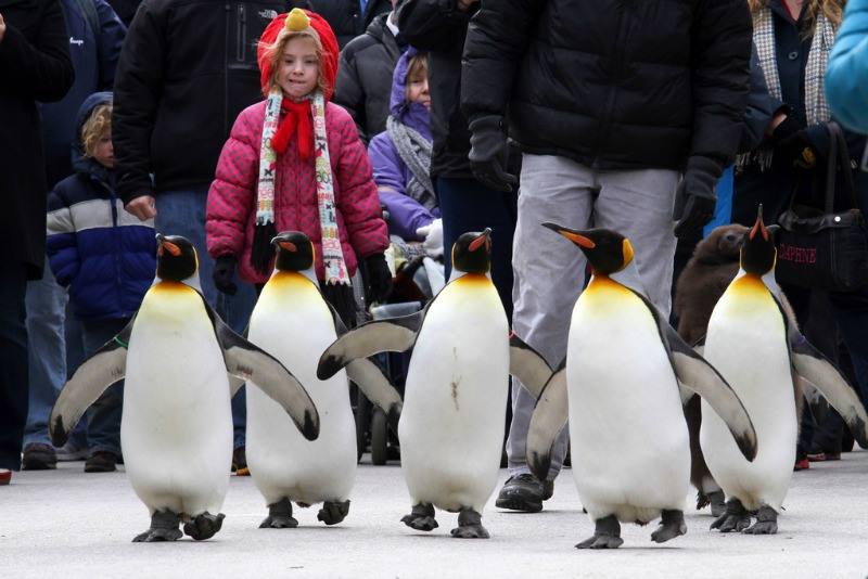 Penguin Days at Cincinnati Zoo | On Cincy